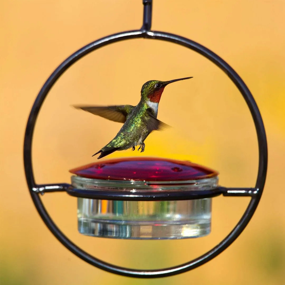 Metal Hummingbird Water Feeder – Simple Hanging Stainless Steel Nectar Feeder for Yard & Garden