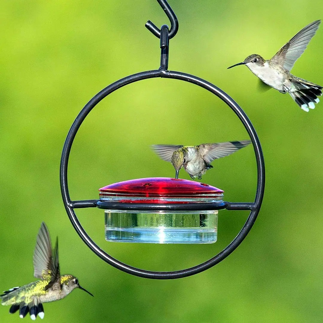 Metal Hummingbird Water Feeder – Simple Hanging Stainless Steel Nectar Feeder for Yard & Garden